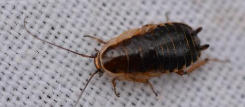 Réf. 345 561 : Ectobius sp.